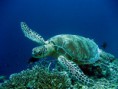 /album/resim-galerisi/caretta-caretta-diving-fethiye-jpg/
